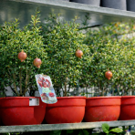 Granátové jablko (Punica granatum) ´WONDERFUL´ - výška 30-40 cm, kont. C2,6L - BONSAJ (DECO MISA)